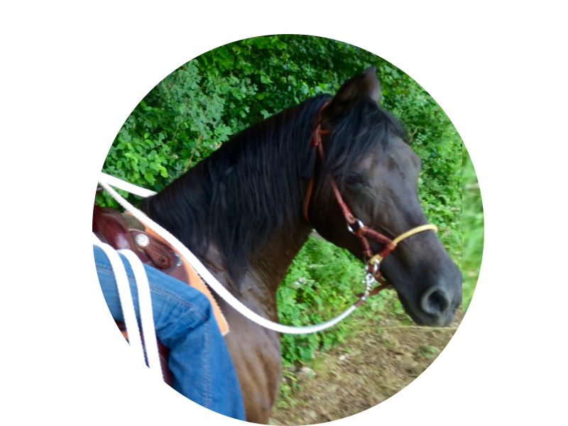 Umstellen gebisslos reiten