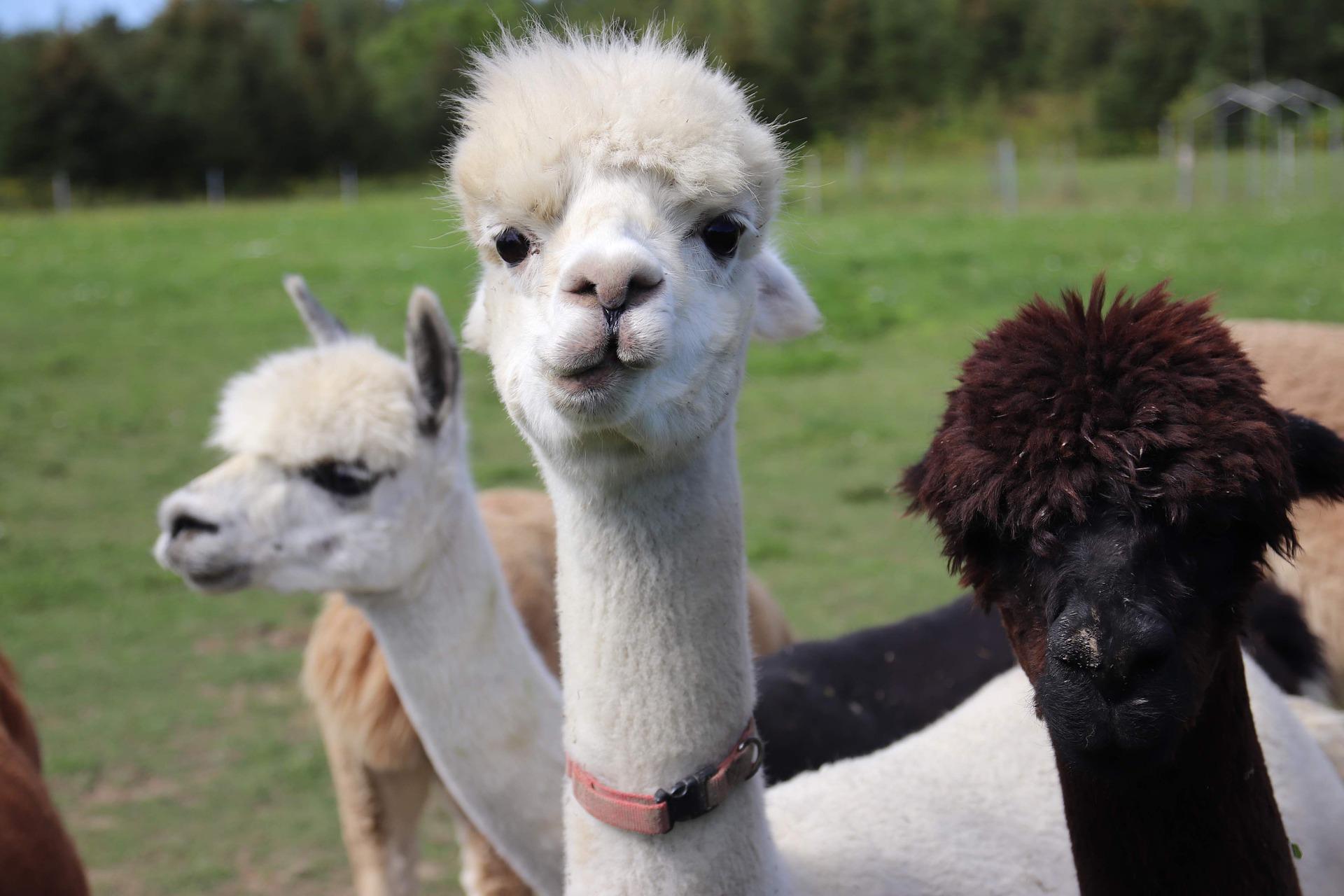 alpacas-6150091_1920